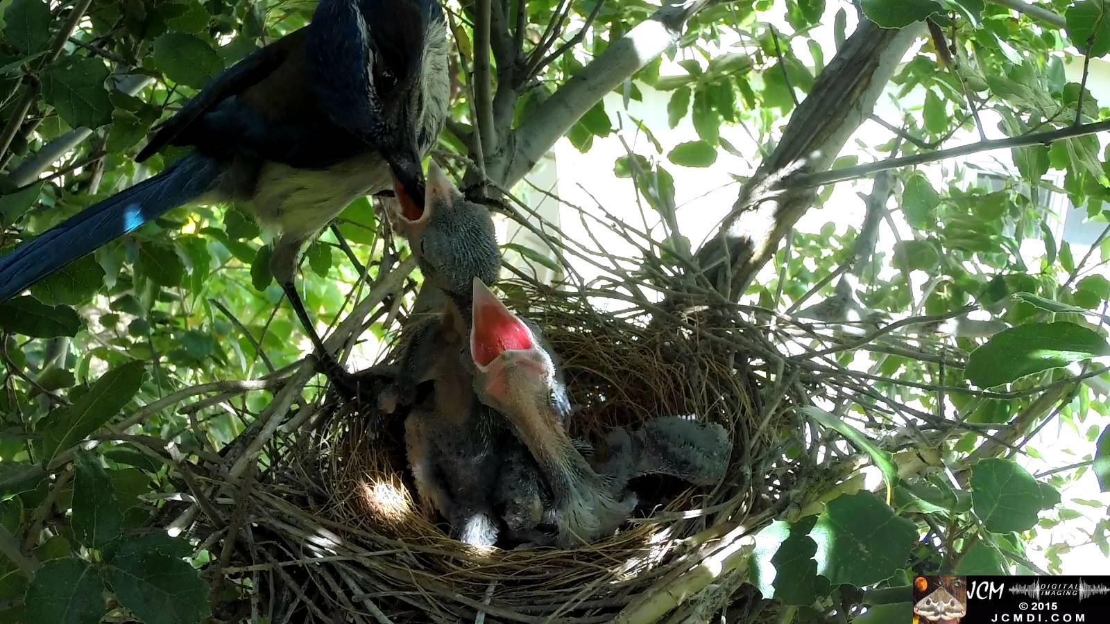 Scrub Jay nest documentary - bird returns to nest feeds chicks